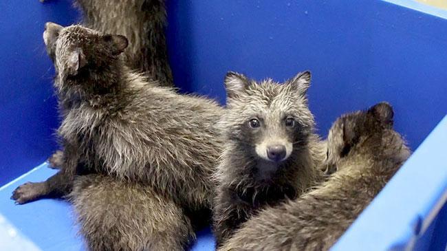 タヌキの赤ちゃん5匹保護 おびひろ動物園ですくすく（動画）：北海道