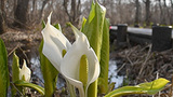 春にまとう白い羽衣　ミズバショウ 石狩マクンベツ湿原で見ごろ