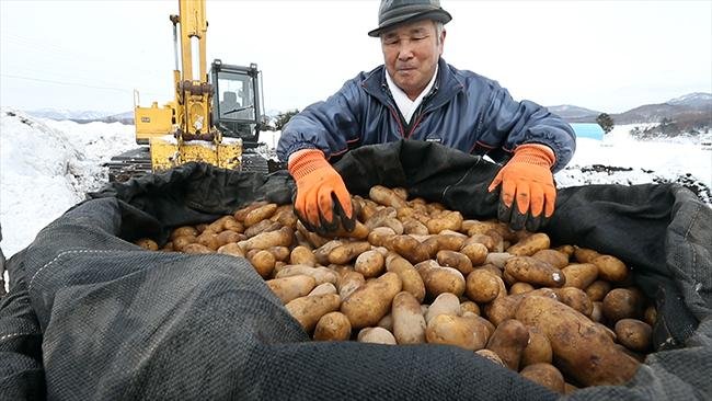 今年もお目覚め 越冬ジャガイモ 厚沢部（動画）：北海道新聞デジタル