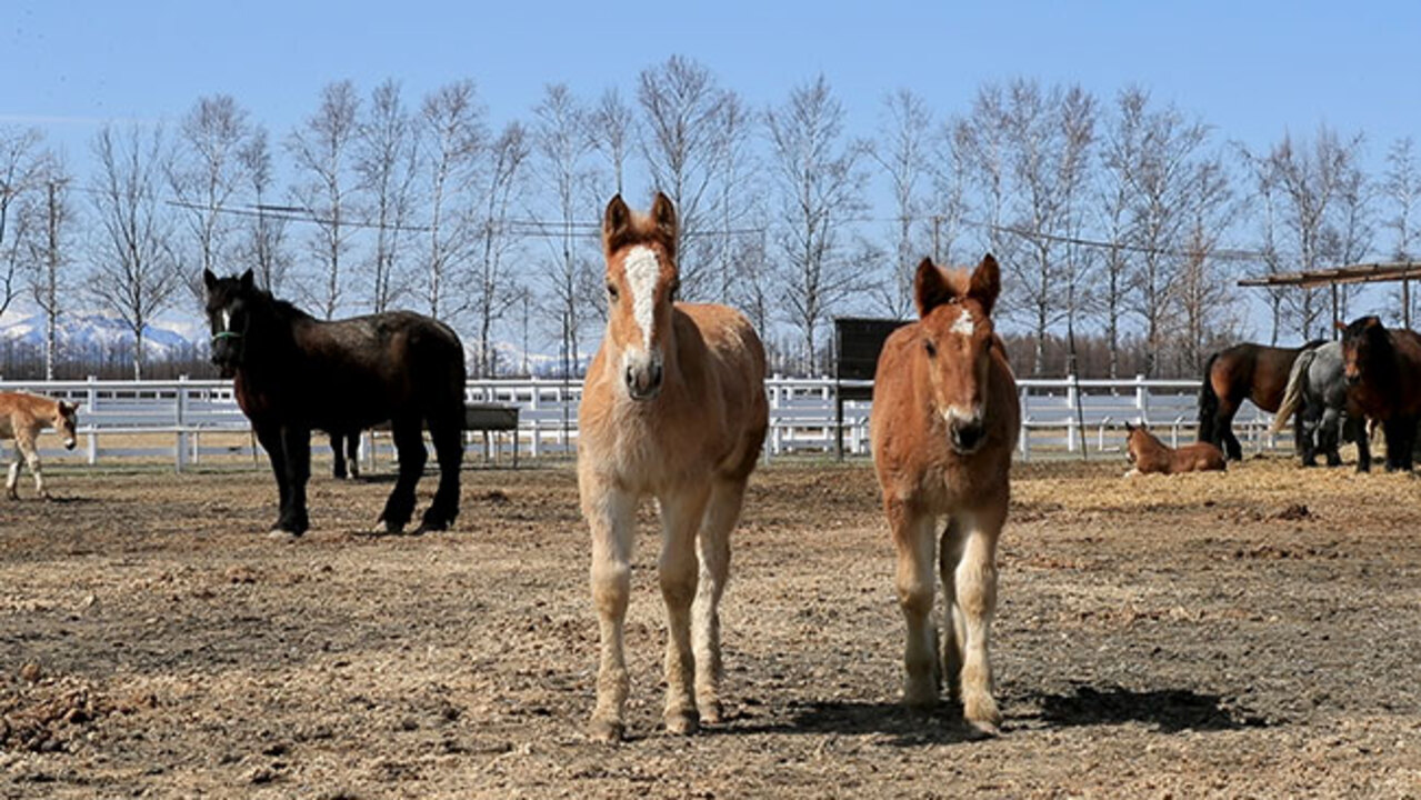 ばん馬出産ピーク 日高山脈背に駆け回る 帯広 動画 北海道新聞 どうしん電子版
