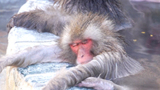 お猿さんもいい湯だな、函館　露天風呂で満足げ