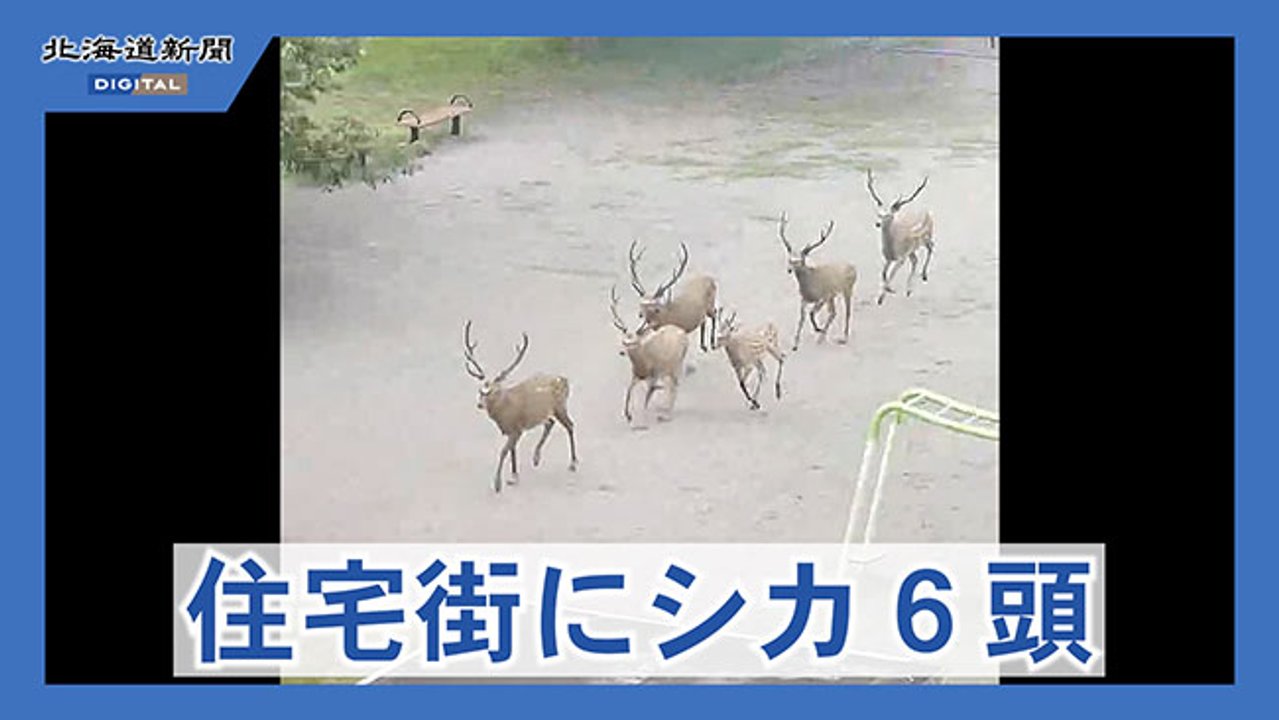 札幌の住宅街にシカ６頭出没　付近の道道が一時通行止め