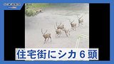 札幌の住宅街にシカ６頭出没　付近の道道...