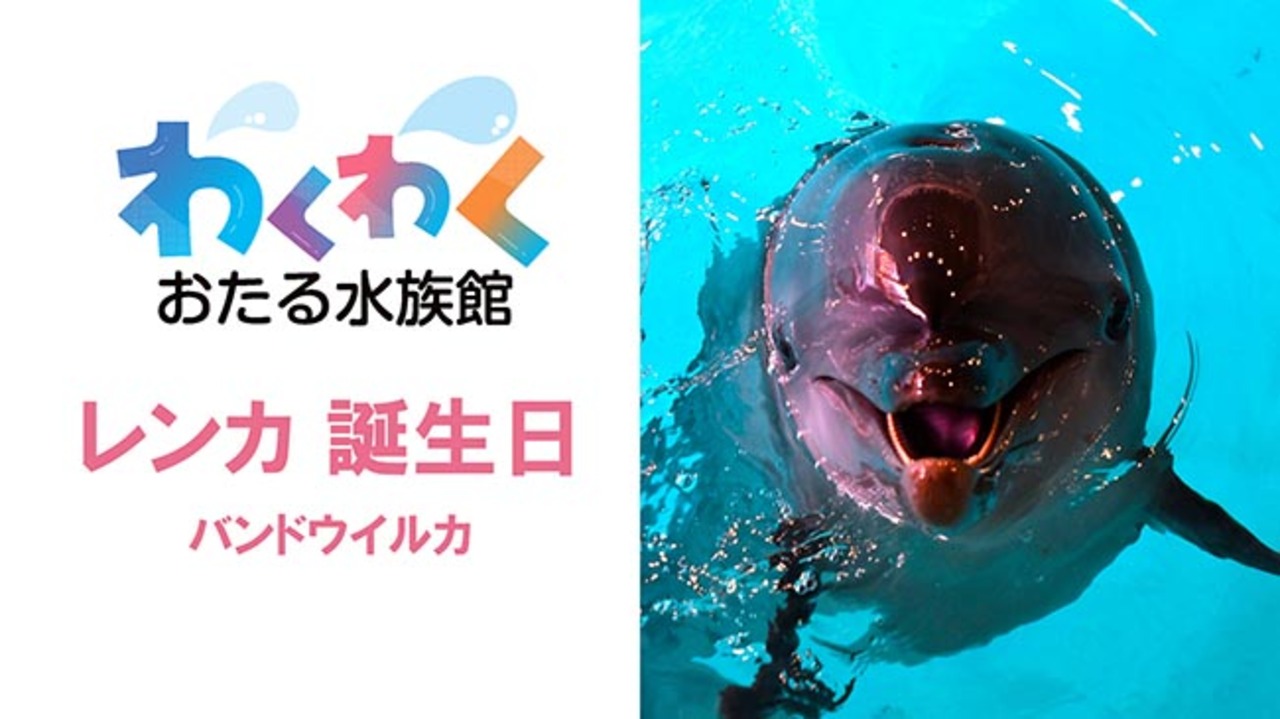 かめれおんです❗️オランウータン　旭山動物園　レトロ　初代　レア　希少❣️ かめれおん様専用です❗️オランウータン 旭山動物園 レトロ