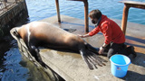 ＜おたる水族館　楽しい仲間たち＞飼育動物の健康管理　泳ぎ、食欲　変化を観察