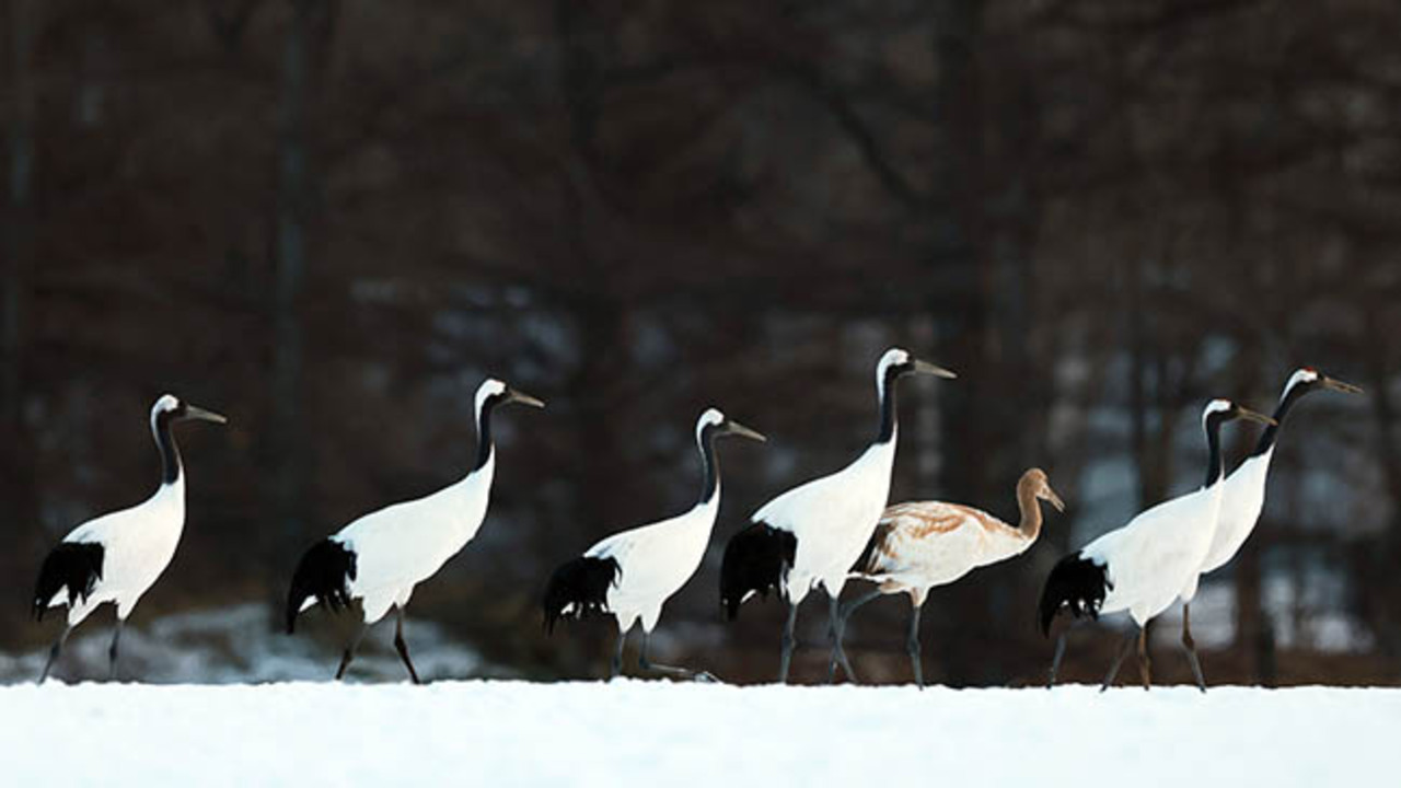 タンチョウ100年・冬>姿を消し再発見 続く地道な保護活動 タンチョウ100年・冬>姿を消し再発見 続く地道な保護活動
