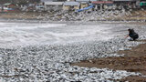 函館の海岸約１・５キロ　イワシなど数千...