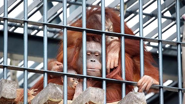 さよなら 空中散歩の人気者 旭山のオランウータン「リアン」死ぬ（動画