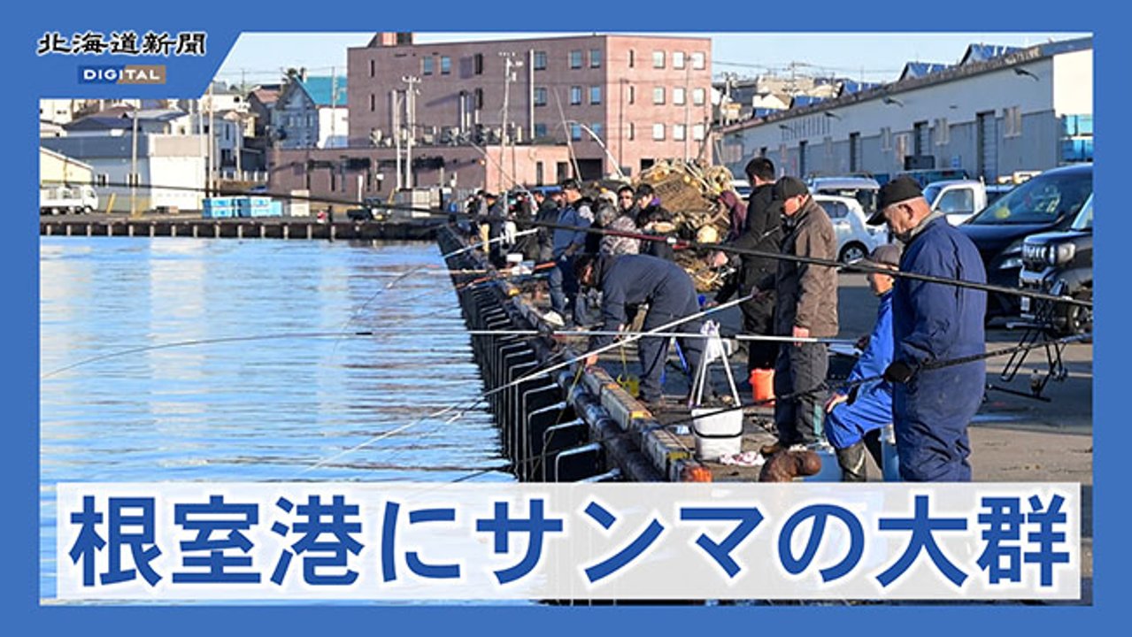 根室港に大量のサンマ出現 岸壁に釣り人が連なる(動画):北海道新聞デジタル