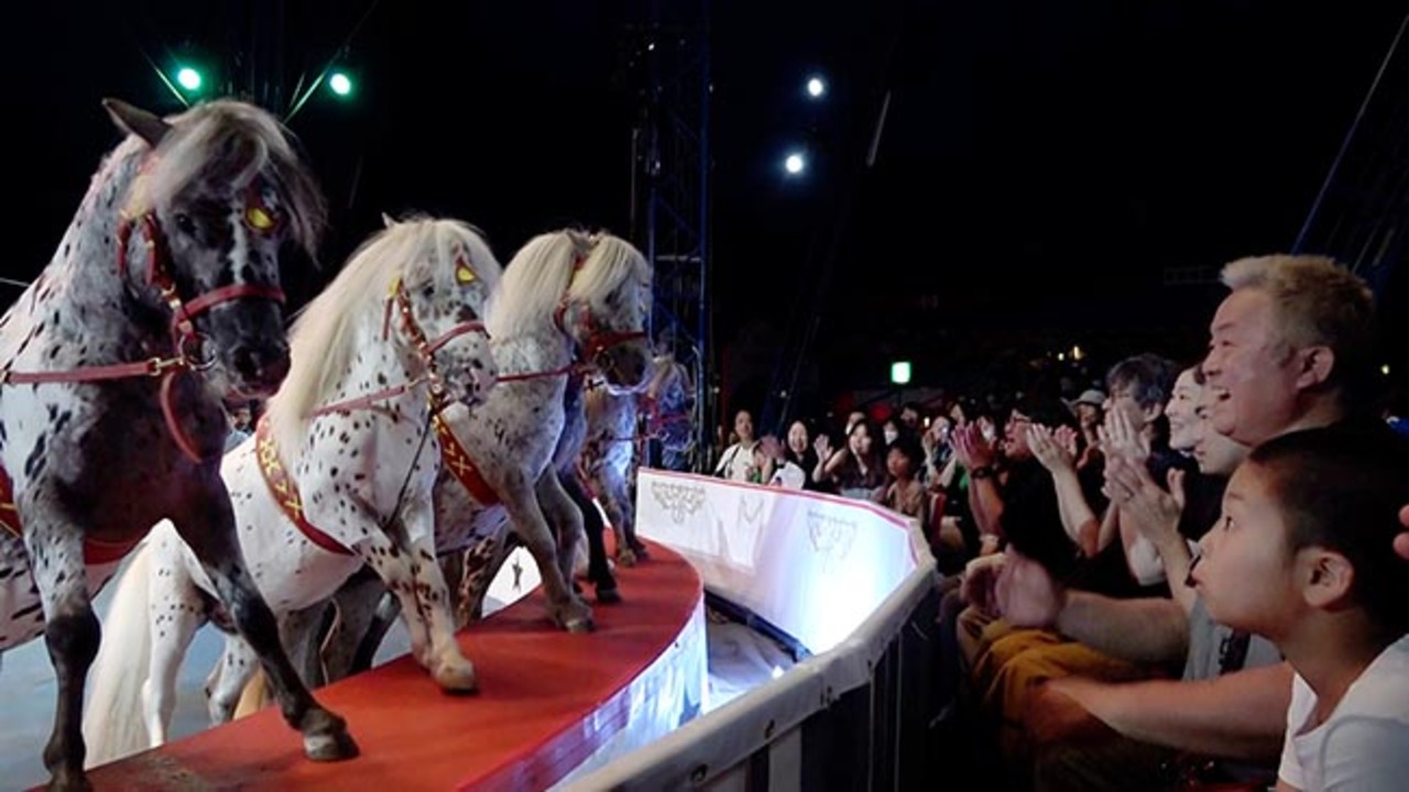 空中芸、動物の曲芸…迫力の演目、テント熱気 木下大サーカス札幌公演