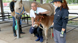 ドサンコが木曽馬を代理出産　帯畜大で国内初