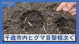 千歳市内でヒグマ目撃相次ぐ　タクシーと...