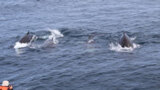 新種クロツチクジラ羅臼沖に　地元観光船ガイドが４頭撮影