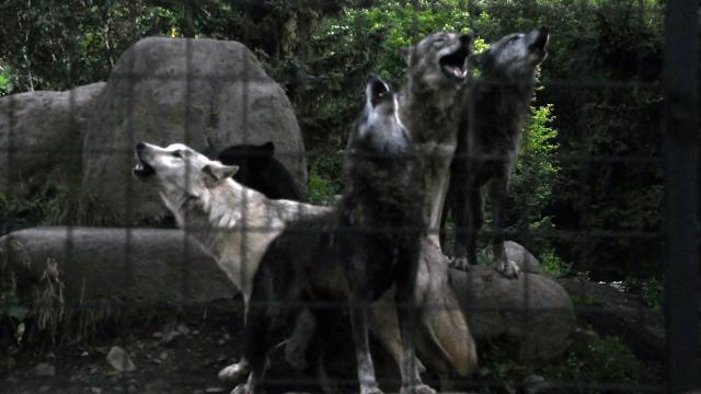 月夜にオオカミ遠吠え すごい 旭山動物園 動画 北海道新聞 どうしん電子版