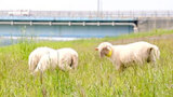 今年も石狩川河川敷で羊放牧　除草コスト削減、観光利用へ