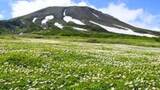 旭岳、純白のじゅうたんに　チングルマが見ごろ