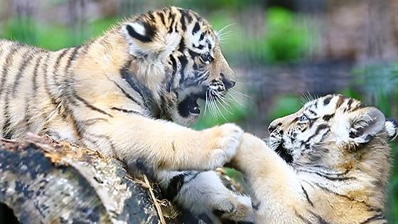 アムールトラ双子の赤ちゃん＜旭山動物園わくわく日記＞（動画