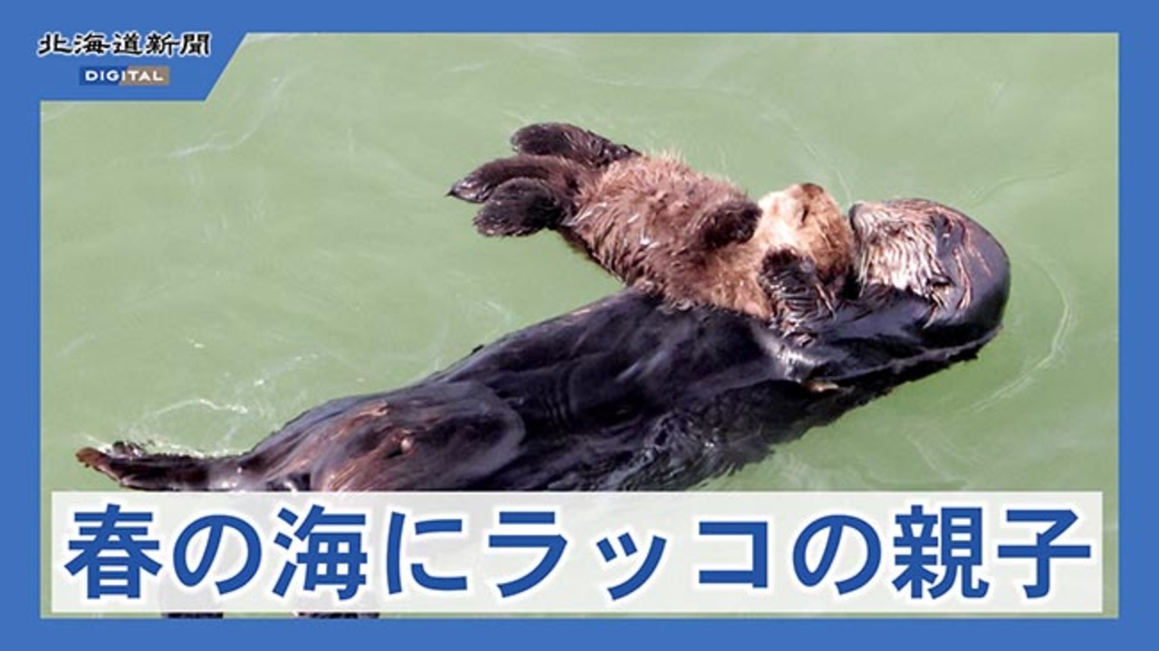 ラッコ 霧多布で生まれたA子の物語　フライヤー付き Amazon.co.jp: ラッコ: 霧多布で生まれたA子の物語 : 片岡 義廣: 本