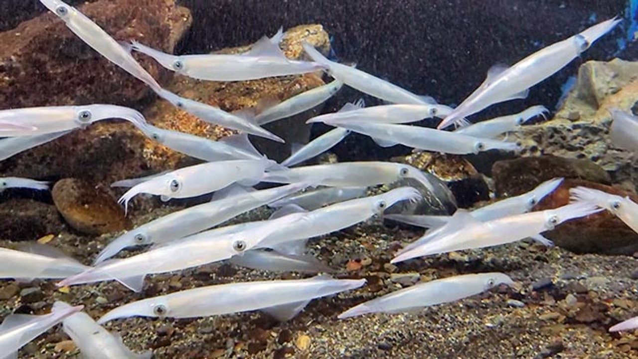 ＜おたる水族館 楽しい仲間たち＞ヤリイカの産卵 ふ化から成体へ未知の挑戦（動画）：北海道新聞デジタル