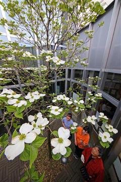 北限越えかれん 旭川の病院でハナミズキ（動画）：北海道新聞デジタル