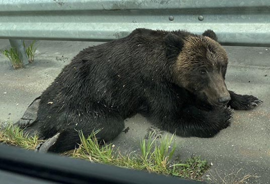 稚内の国道に弱ったヒグマ（動画）：北海道新聞デジタル