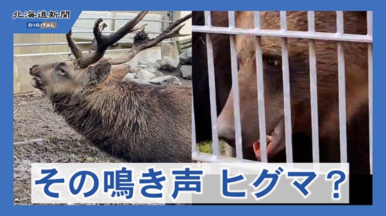 ヒグマ出没相次ぐ 道の駅スワン44ねむろ職員が撮影（動画）：北海道
