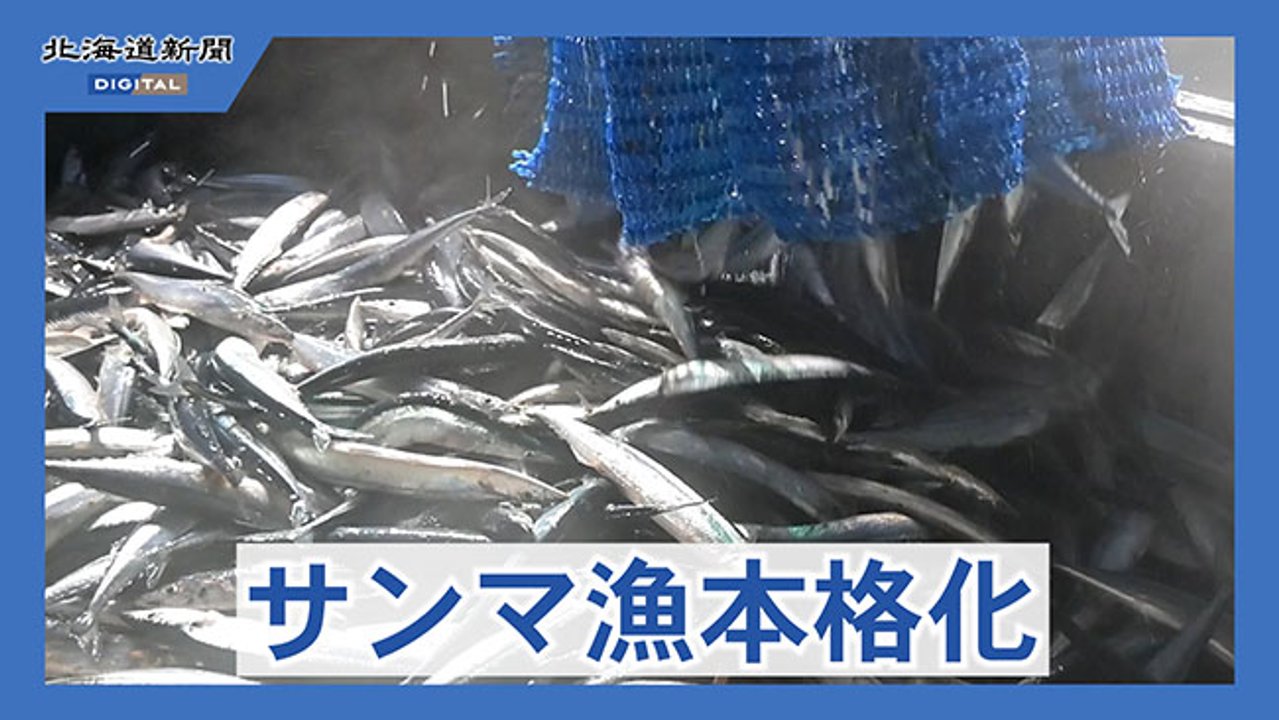 サンマ水揚げ本格化　根室花咲港に４４隻２５０トン