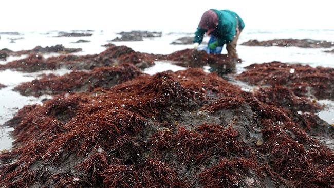 天然のフノリ漁シーズン迎える 函館市戸井地区の海岸（動画）：北海道新聞デジタル