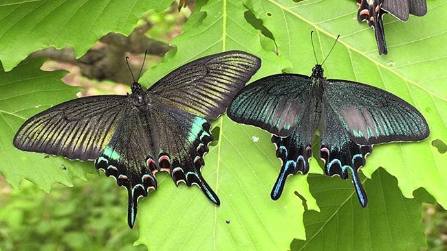 黒い宝石、ミヤマカラスアゲハ 栗山で羽化ピーク（動画）：北海道新聞