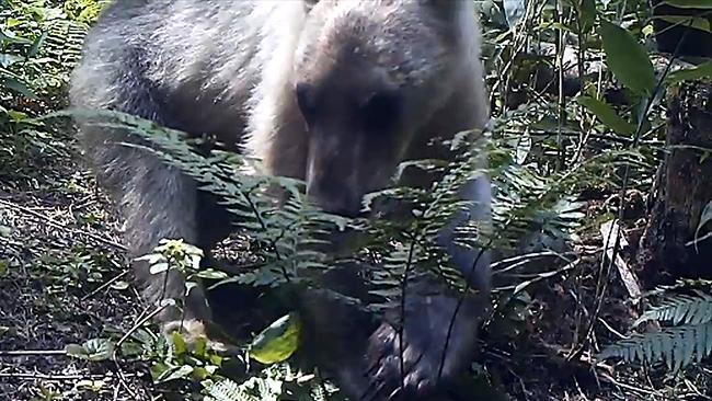 ヒグマ特集：北海道新聞デジタル