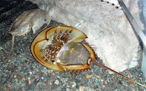 生きた　化石　カブトガニ　中型　外骨格標本　美麗個体 生きた 化石 カブトガニ 中型 外骨格標本 美麗個体