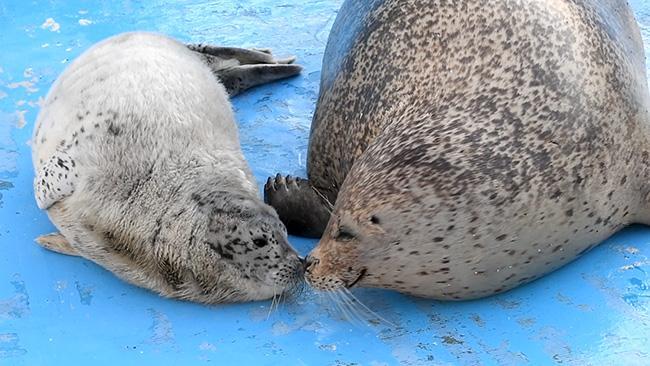 ゴマちゃん床をゴロゴロ 稚内の水族館でアザラシ2頭誕生（動画
