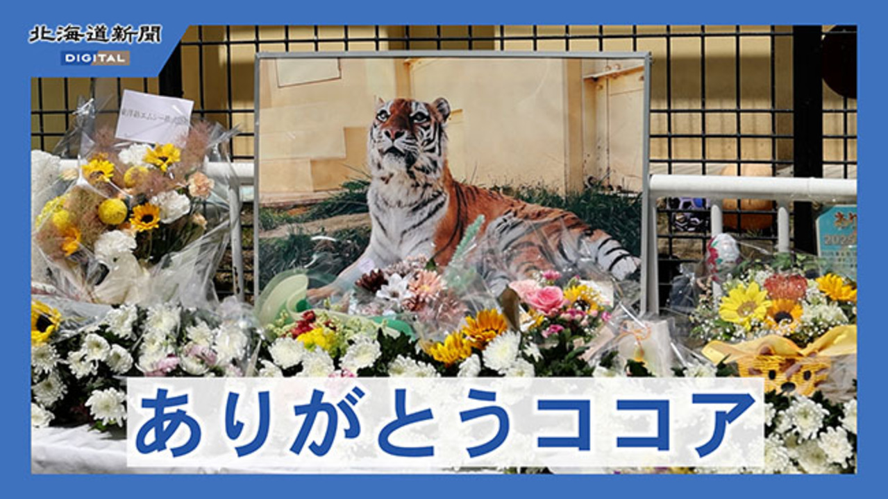 新品/釧路市動物園/アムールトラ/ココア/ブランケット/ひざ掛け