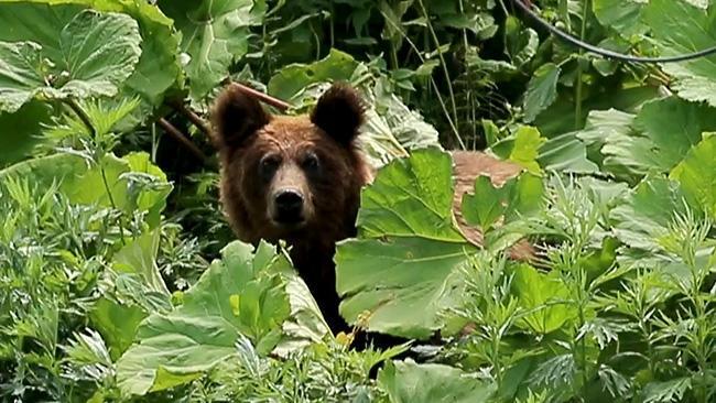 ヒグマ特集：北海道新聞デジタル