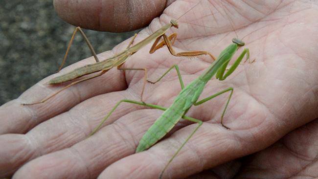 士別でチョウセンカマキリ発見 記録では最北（動画）：北海道