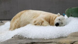 氷のベッドに動物イキイキ 円山動物園