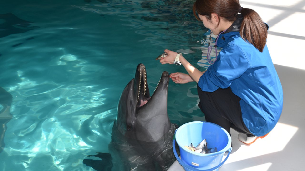 新人飼育員 イルカとの意思疎通に腐心：まなぶんデジタル by 北海道新聞