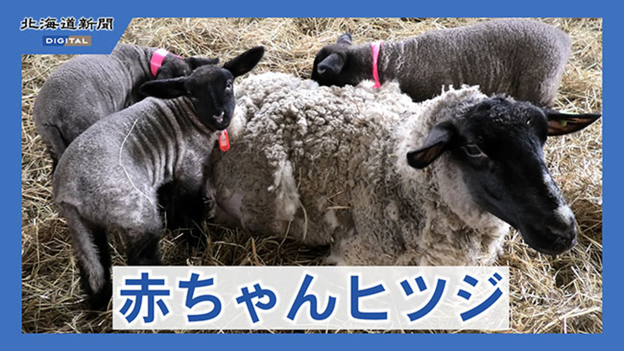 遠別農業高でヒツジのベビーラッシュ（動画）：北海道新聞デジタル