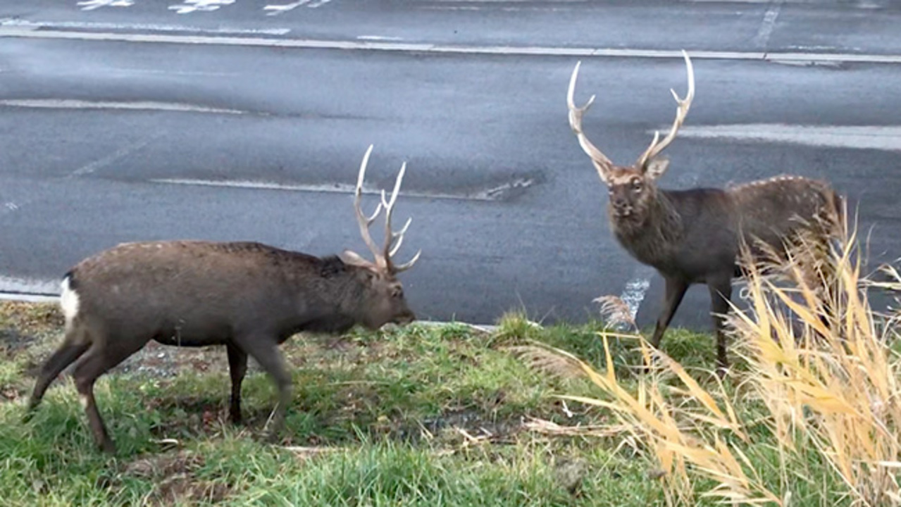 街なかで派手な立ち回り？ 出会い頭でシカ2頭 留萌（動画）：北海道
