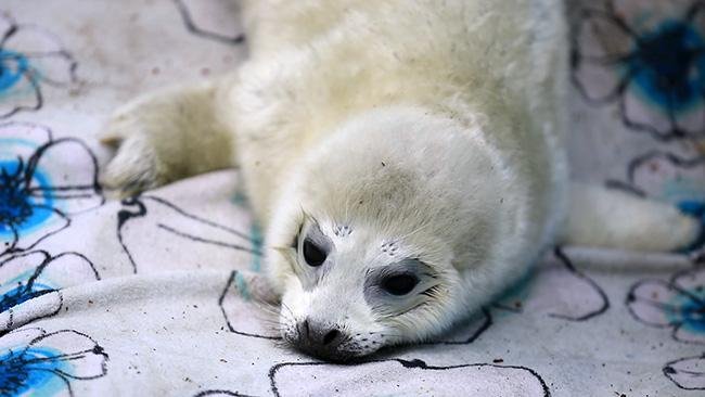 アザラシ赤ちゃん 真っ白ふわふわ おびひろ動物園（動画）：北海道新聞