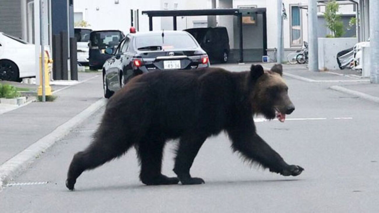 住宅街でクマに襲われ４人けが 札幌 東区 猟友会が駆除 北海道新聞 どうしん電子版