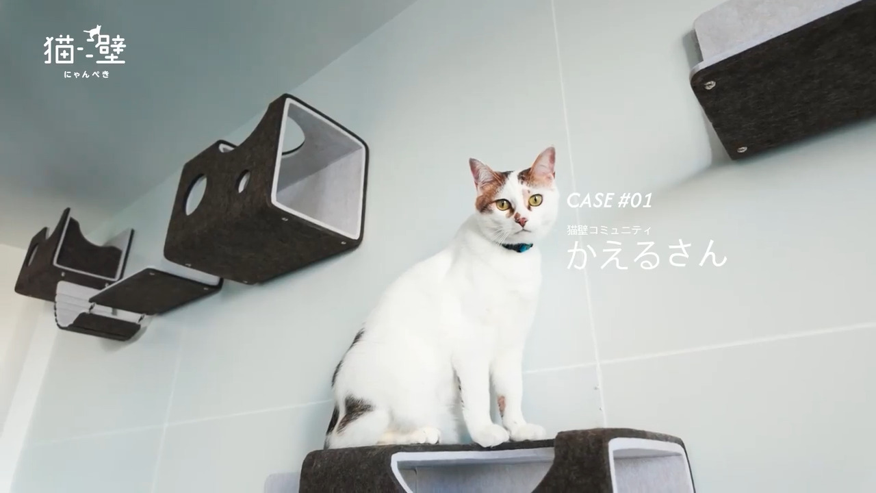 LIXIL】猫壁愛用者が語る！快適な猫壁生活の秘訣 | LIXIL-X: 動画配信
