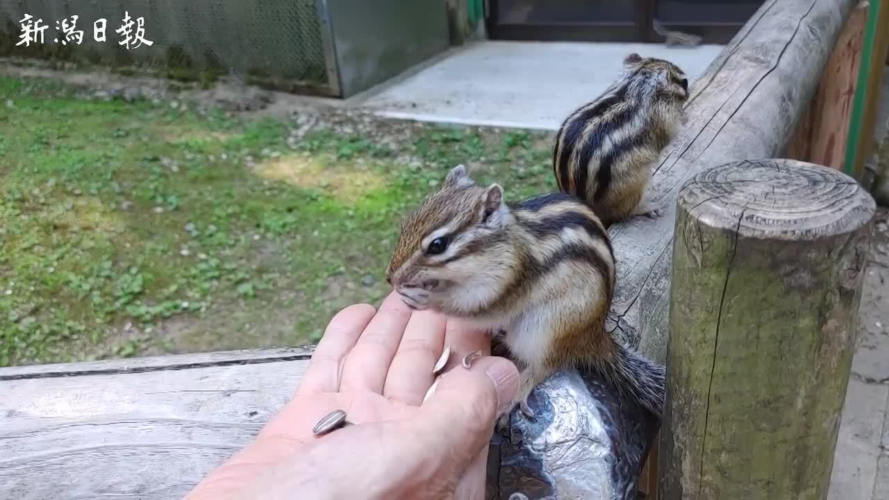 動画あり］5年ぶり「もぐもぐ」に胸キュン♡新潟加茂市・加茂山公園のリス園で餌やり、触れ合い復活♪ クリクリの目、ふわふわの毛並み…あ～愛くるしい！ |  新潟日報デジタルプラス