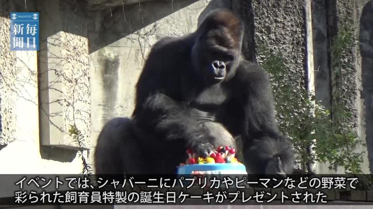 東山動植物園 イケメンゴリラ ２０歳を祝う 毎日新聞