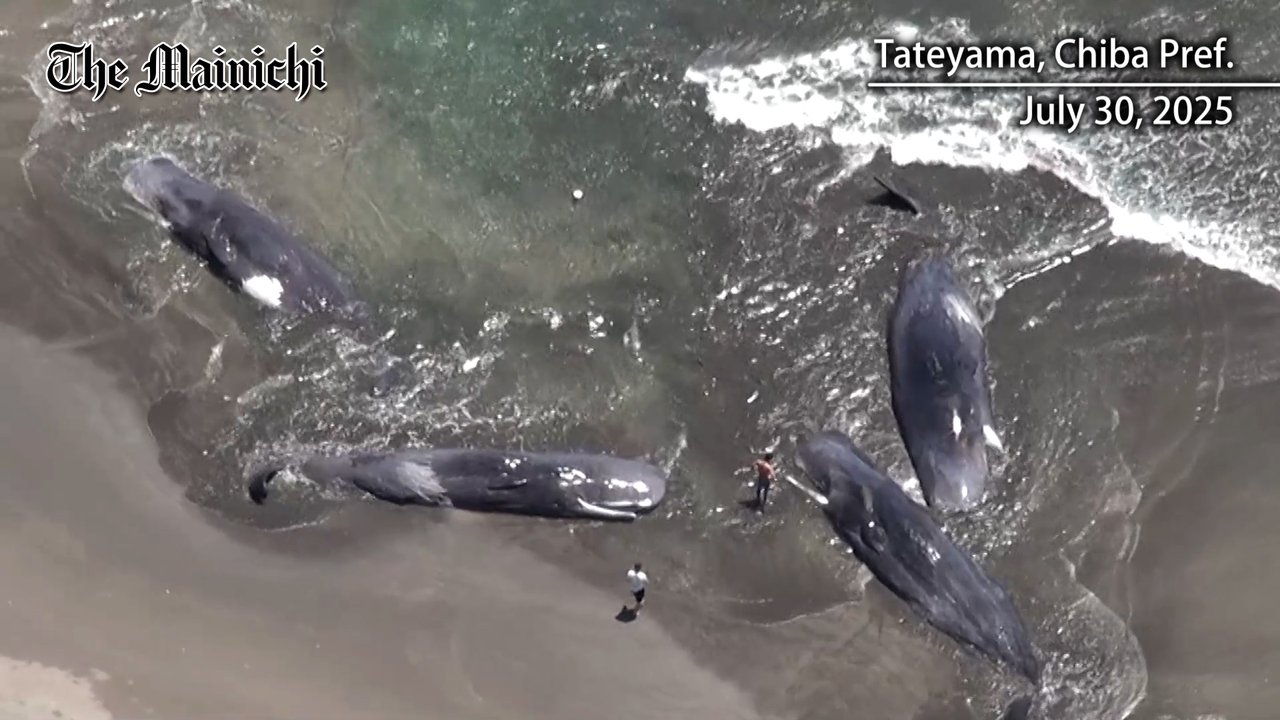 4 whales that washed up on east Japan beach dead: officials - The 