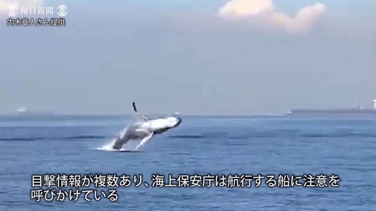 クジラ 東京湾 相次ぐ目撃情報 脱出の可能性は 毎日新聞