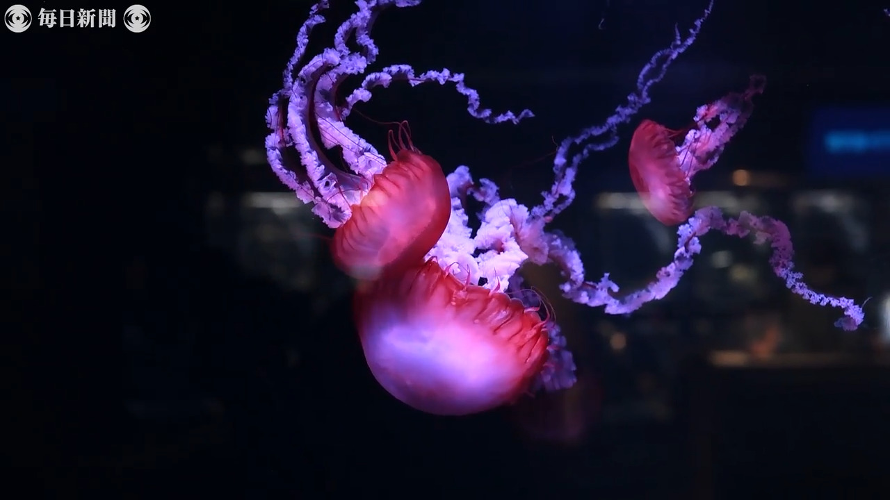 その数5000匹 京都水族館の新エリア クラゲワンダー 16日から公開 毎日新聞