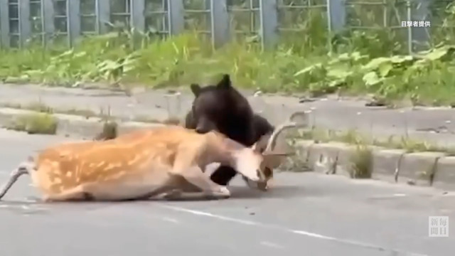 世界自然遺産の知床でヒグマがエゾシカを襲撃