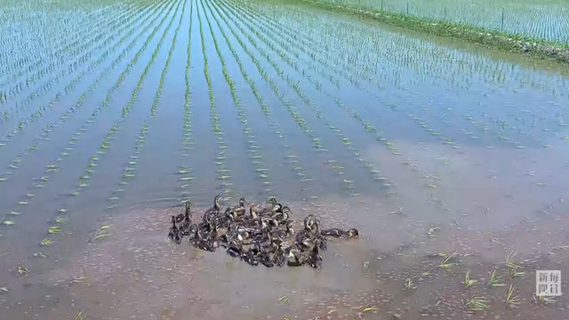 アイガモ農法でコメ作り　山形県鶴岡市