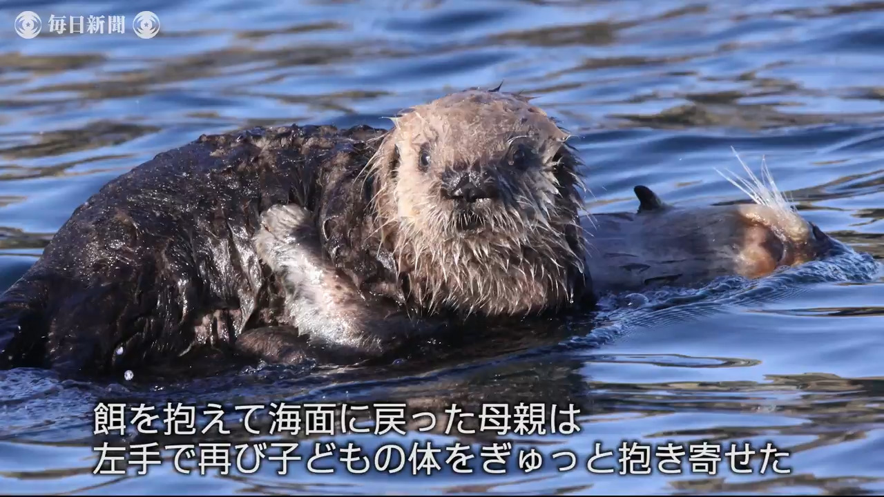 根室沖でラッコ子育て真っ盛り 響く赤ちゃんの声 毎日新聞